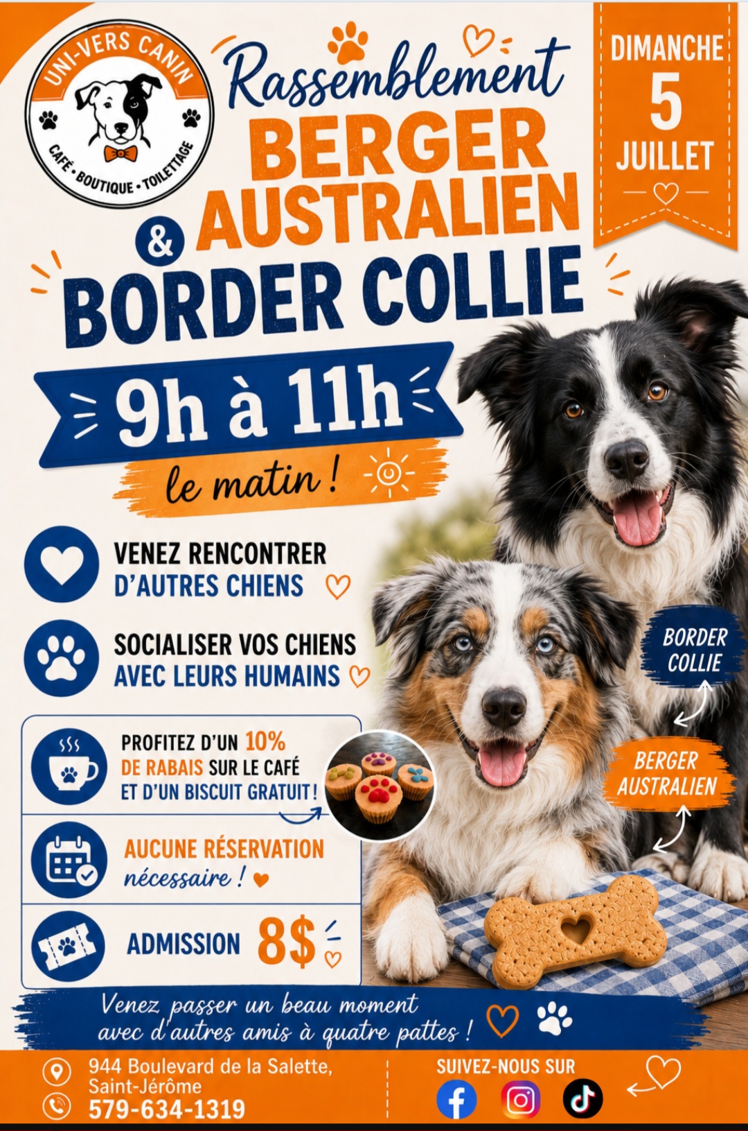 Rassemblement Border collie et berger australien